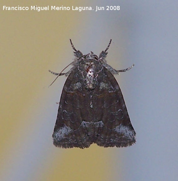 Polilla Oligia strigilis - Polilla Oligia strigilis. Los Villares