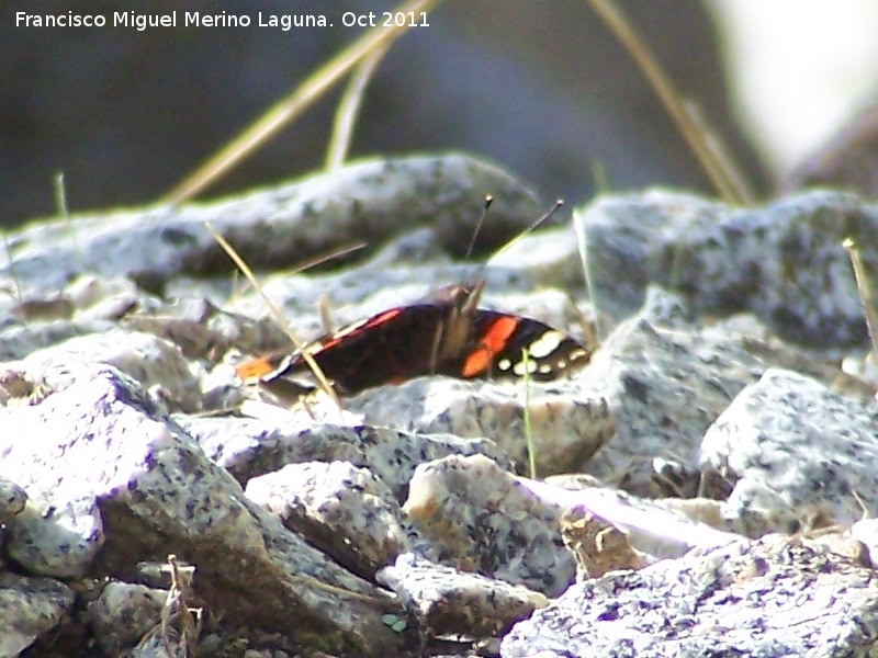 Mariposa vulcana - Mariposa vulcana. Pozo de San Guillermo - Linares