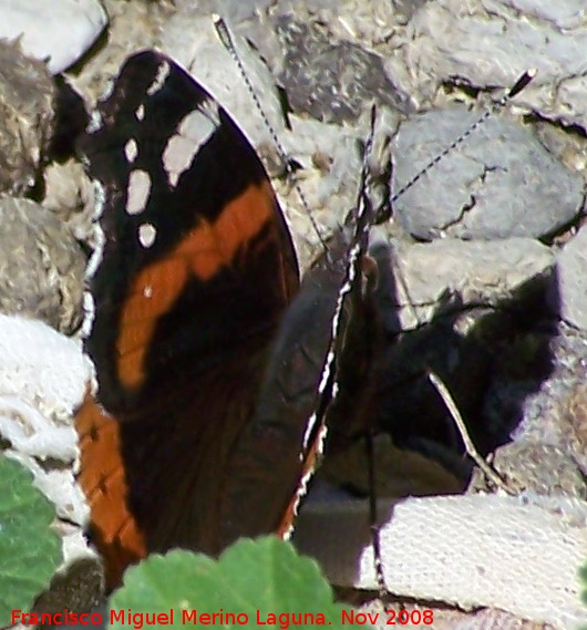 Mariposa vulcana - Mariposa vulcana. Alhama de Granada