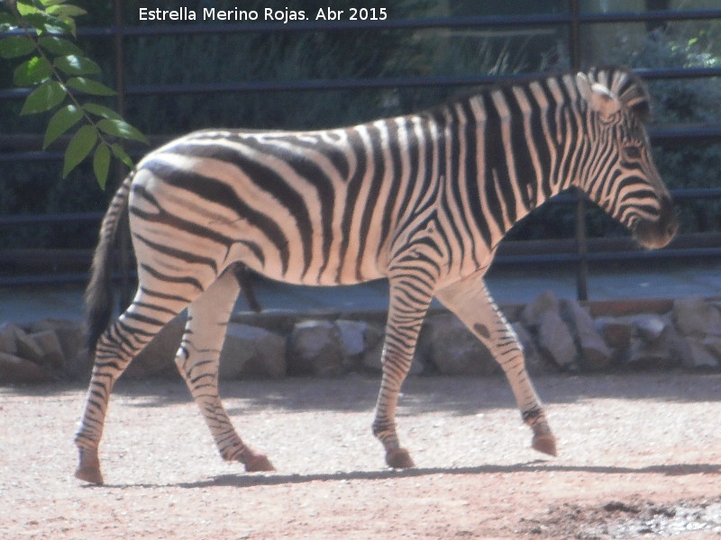 Cebra - Cebra. Zoo de Crdoba