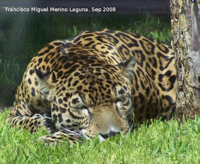Jaguar - Jaguar. Crdoba