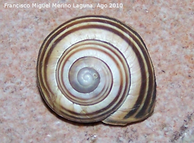Caracol rayado - Caracol rayado. Prado Maguillo - Santiago Pontones