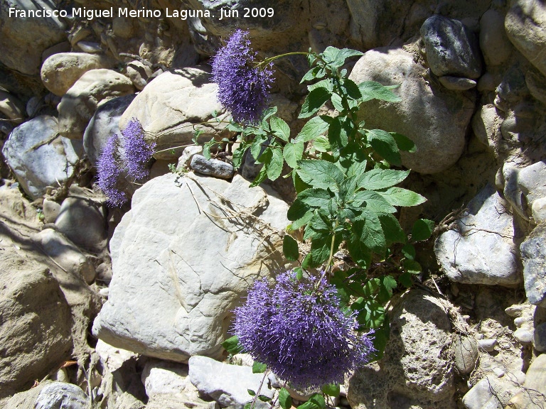 Flor de la viuda - Flor de la viuda. Los Caones (Los Villares)