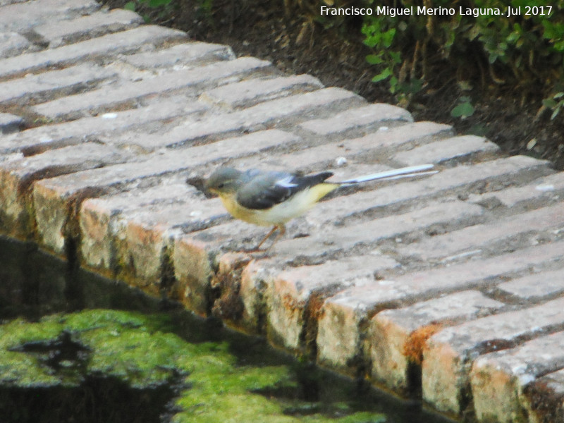 Pájaro Lavandera boyera - Pájaro Lavandera boyera. Alhambra - Granada