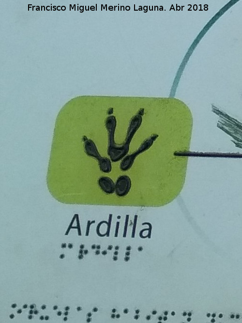 Ardilla - Ardilla. Huella