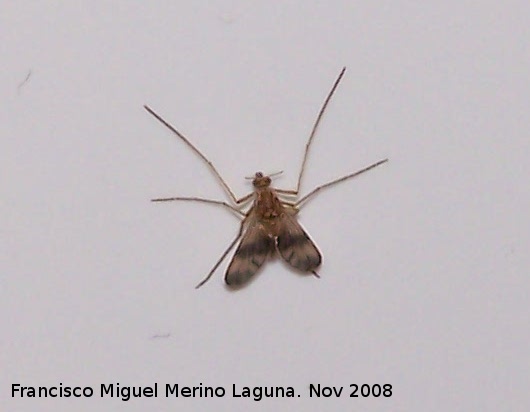 Mosquito fenestralis - Mosquito fenestralis. Los Villares