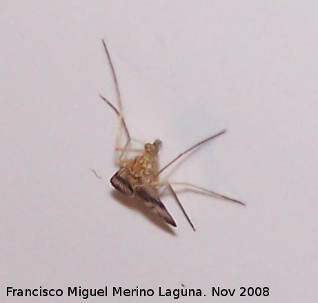 Mosquito fenestralis - Mosquito fenestralis. Los Villares