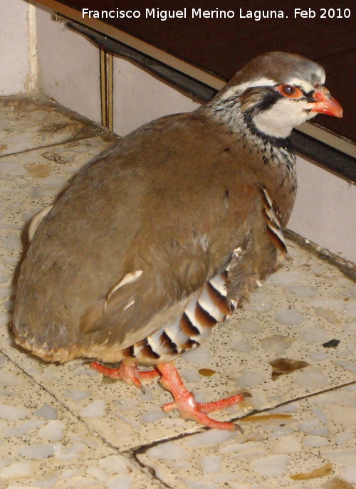 Pájaro Perdiz Roja - Pájaro Perdiz Roja. Navas de San Juan