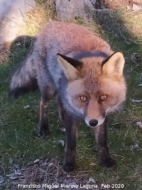 Zorro - Zorro. Camino del Poyo de las Palomas - Quesada