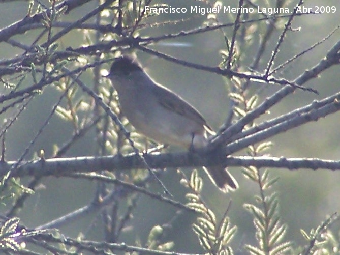 Pjaro Curruca Capirotada - Pjaro Curruca Capirotada. Arquillos