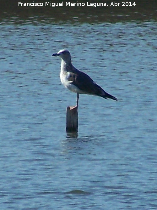 Pjaro Gaviota reidora - Pjaro Gaviota reidora. Laguna La Charca - Baeza