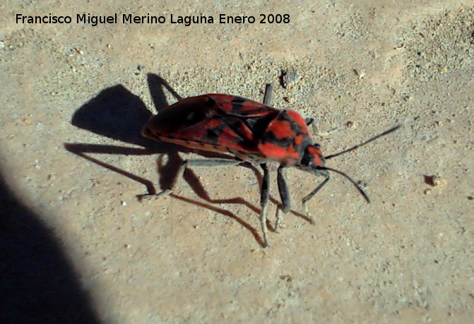 Chinche de campo - Chinche de campo. Los Villares