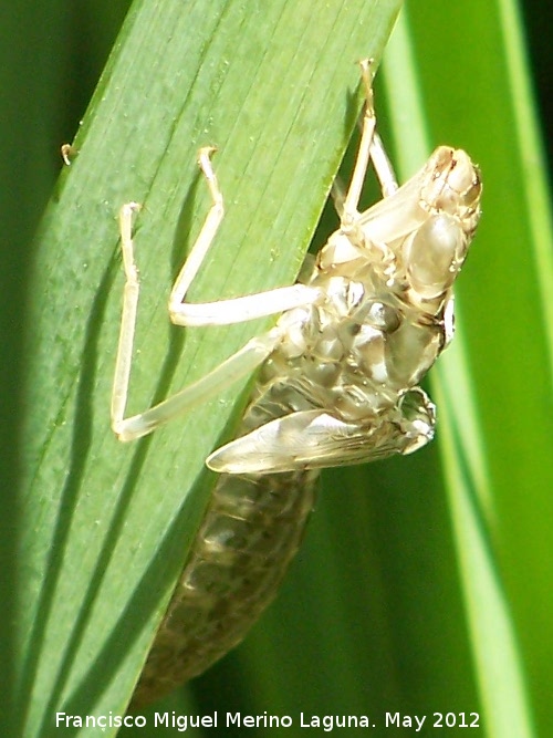 Larva de libélula - Larva de libélula. Camisa de libélula. Tózar - Moclín