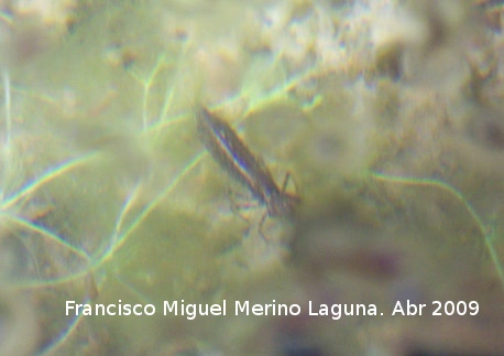 Larva de libélula - Larva de libélula. Navas de San Juan