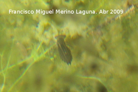 Larva de libélula - Larva de libélula. Navas de San Juan