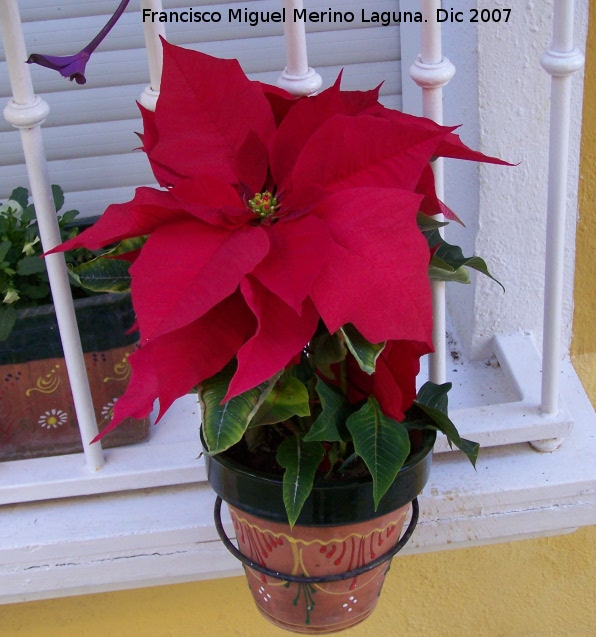 Flor de Pascua - Flor de Pascua. Los Villares