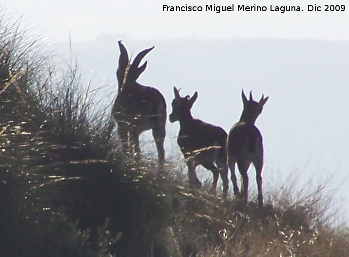 Cabra montesa - Cabra montesa. Villanueva de las Torres