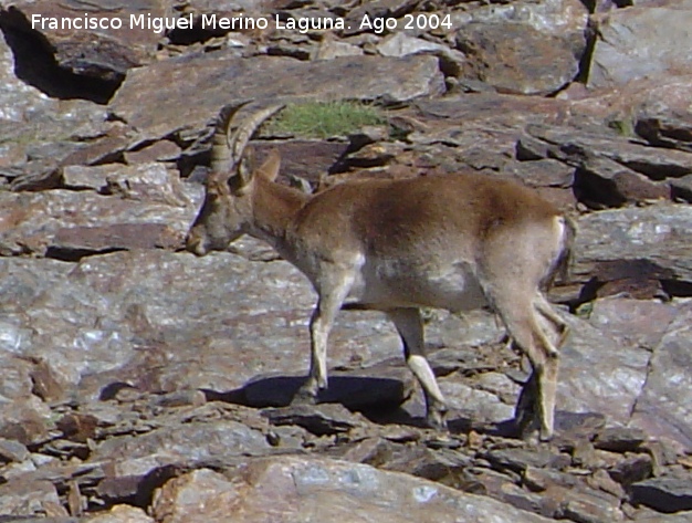 Cabra montesa - Cabra montesa. Sierra Nevada
