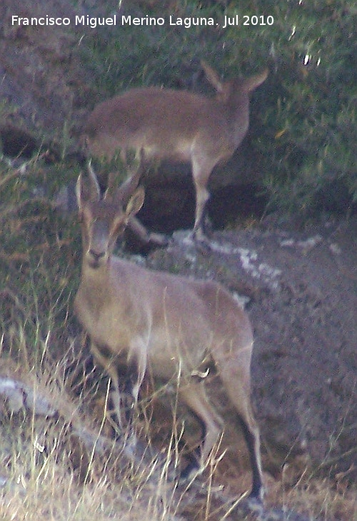 Cabra montesa - Cabra montesa. Los Caones - Jan