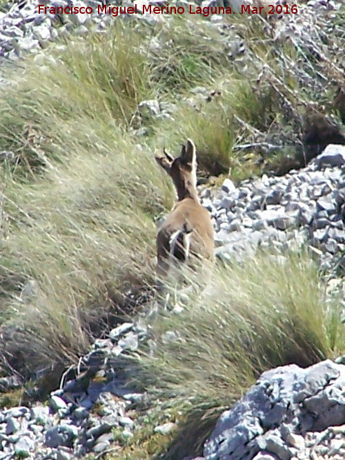 Cabra montesa - Cabra montesa. La Dehesa - Albanchez de Mgina