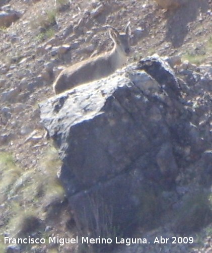 Cabra montesa - Cabra montesa. Valdepeas