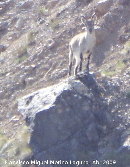 Cabra montesa - Cabra montesa. Valdepeas