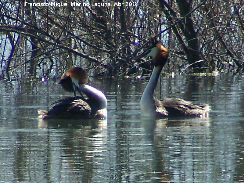 Pjaro Somormujo Lavanco - Pjaro Somormujo Lavanco. Cortejo de apareamiento. Laguna Grande - Baeza