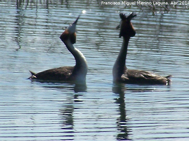 Pjaro Somormujo Lavanco - Pjaro Somormujo Lavanco. Cortejo de apareamiento. Laguna Grande - Baeza