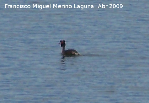 Pjaro Somormujo Lavanco - Pjaro Somormujo Lavanco. Vilches