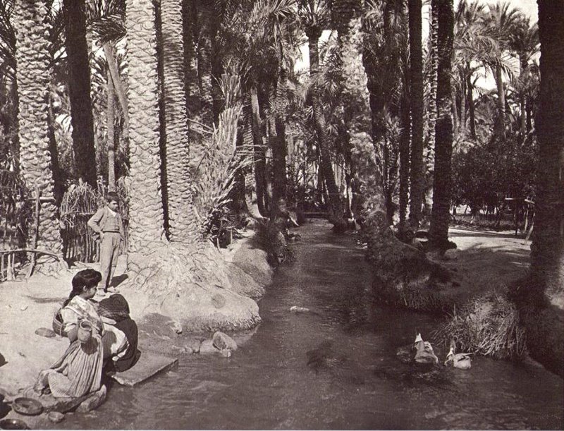 Palmeral de Elche - Palmeral de Elche. Foto antigua. Acequia del Palmeral