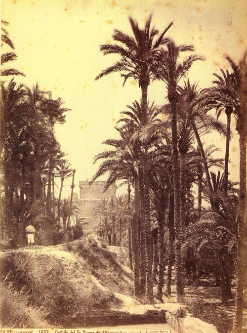 Palmeral de Elche - Palmeral de Elche. 1870