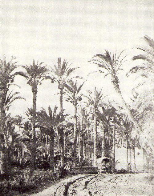 Palmeral de Elche - Palmeral de Elche. 1860-1862