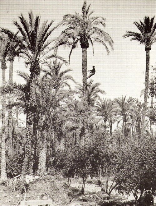 Palmeral de Elche - Palmeral de Elche. 1888