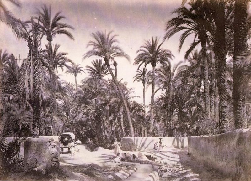 Palmeral de Elche - Palmeral de Elche. 1870