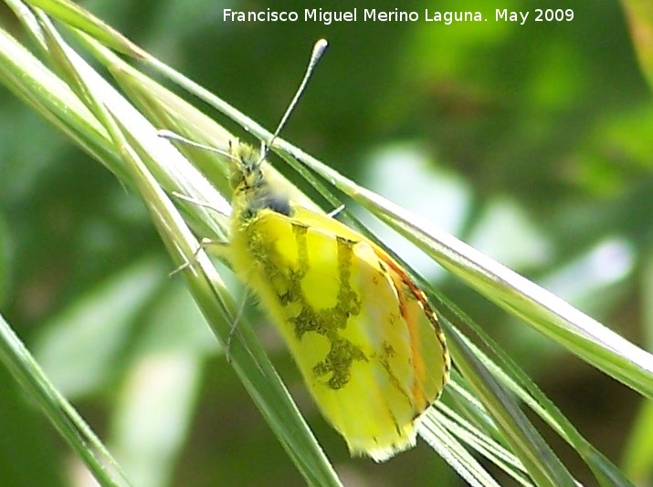 Mariposa Anthocharis euphenoides - Mariposa Anthocharis euphenoides. Los Caones. Jan