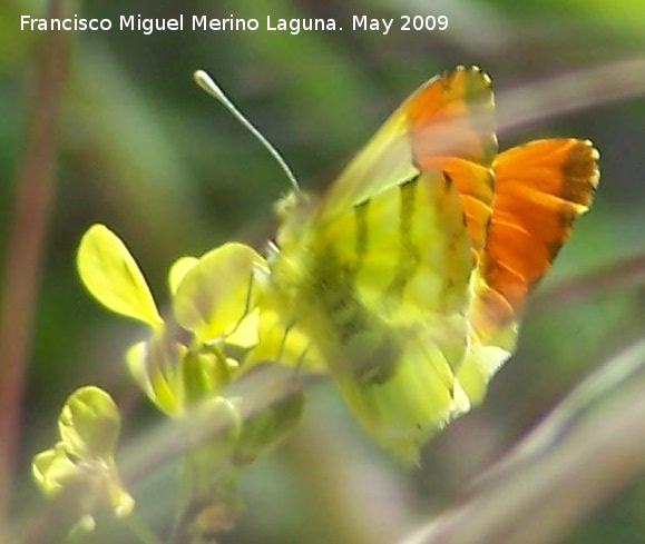 Mariposa Anthocharis euphenoides - Mariposa Anthocharis euphenoides. Los Caones. Jan