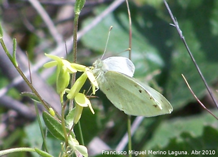 Mariposa blanquita de la col - Mariposa blanquita de la col. Linares