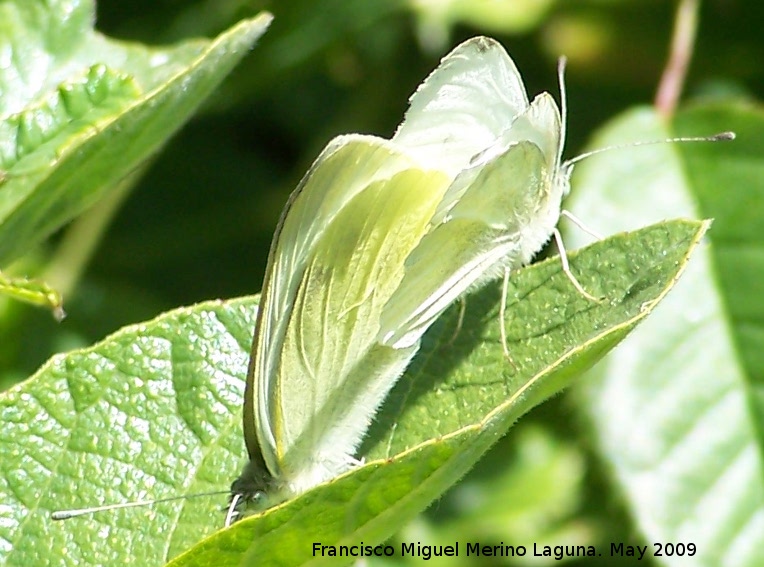 Mariposa blanquita de la col - Mariposa blanquita de la col. Los Caones. Jan