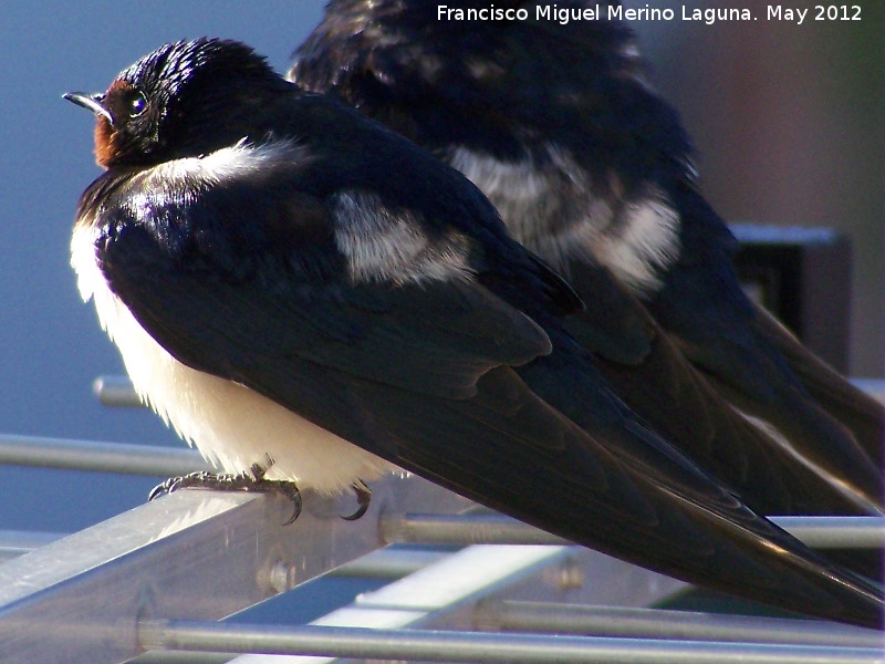 Pjaro Golondrina - Pjaro Golondrina. Los Villares