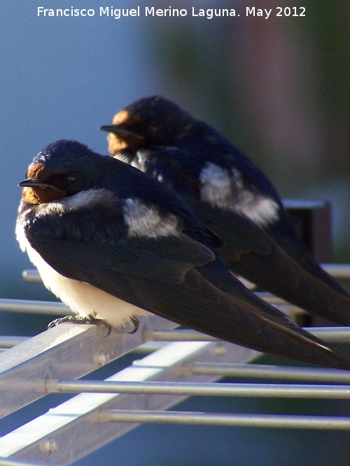 Pjaro Golondrina - Pjaro Golondrina. Los Villares