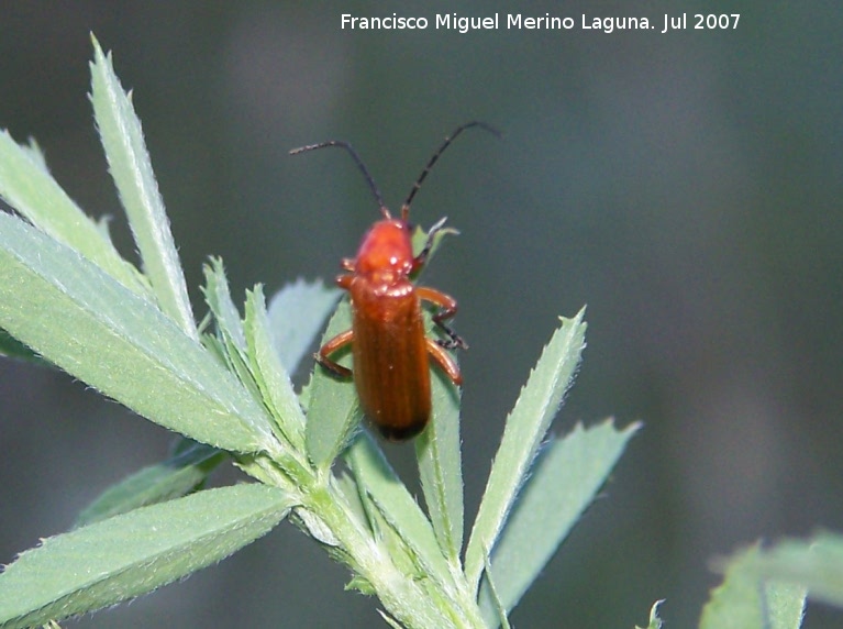 Escarabajo coracero - Escarabajo coracero. Segura