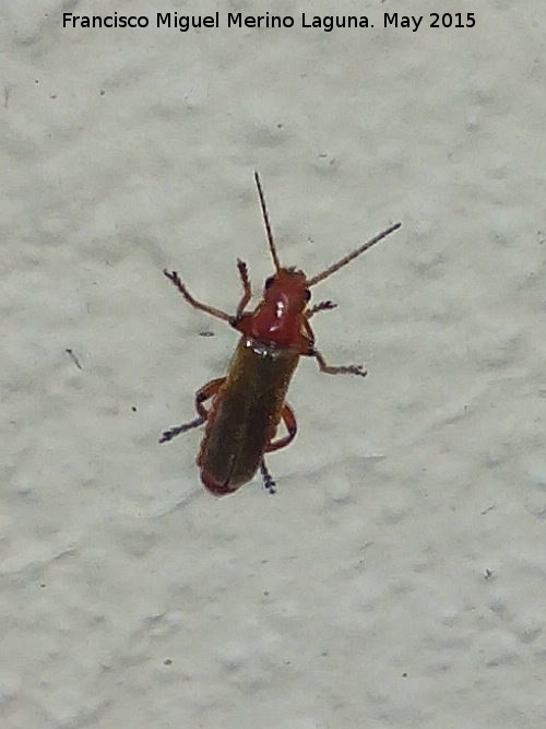 Escarabajo coracero - Escarabajo coracero. Los Villares