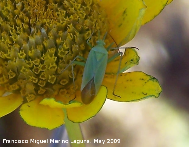 Closterotomus - Closterotomus. Los Caones. Jan