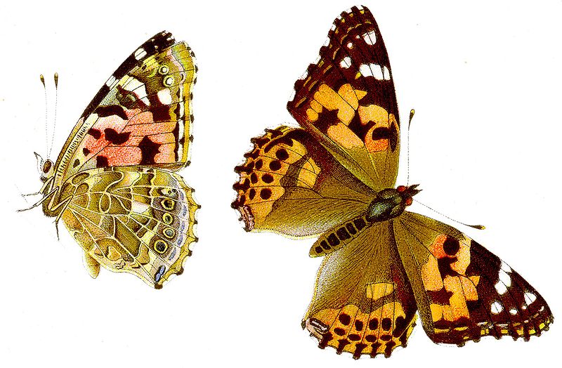 Mariposa Vanesa de los cardos - Mariposa Vanesa de los cardos. 