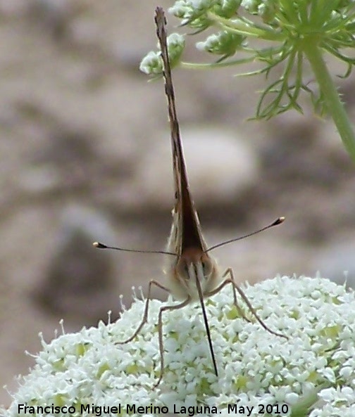 Mariposa Vanesa de los cardos - Mariposa Vanesa de los cardos. Corbn - Lahiguera