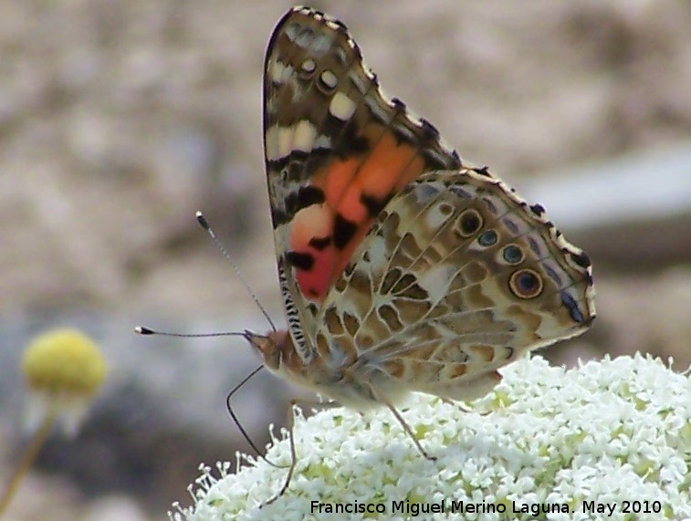 Mariposa Vanesa de los cardos - Mariposa Vanesa de los cardos. Corbn - Lahiguera