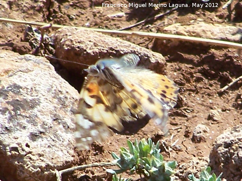 Mariposa Vanesa de los cardos - Mariposa Vanesa de los cardos. En vuelo. El Hacho - Alcal la Real