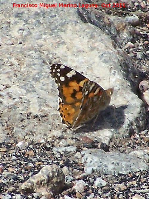 Mariposa Vanesa de los cardos - Mariposa Vanesa de los cardos. Pozo de San Guillermo - Linares