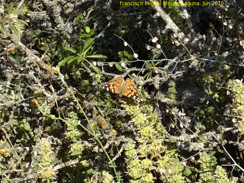 Mariposa Vanesa de los cardos - Mariposa Vanesa de los cardos. Torcal de Antequera