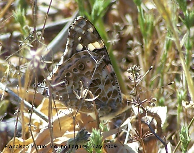 Mariposa Vanesa de los cardos - Mariposa Vanesa de los cardos. Los Caones. Jan